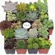 Illustration for article titled Today’s best deals: Succulents, turntables, and more